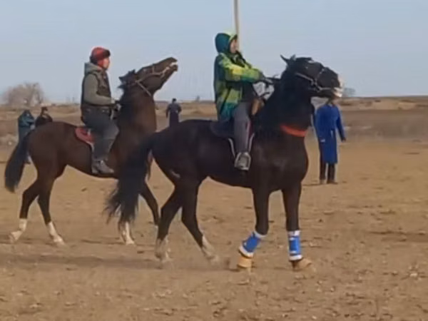 Horses (batch, sex not specified), Horses — Uzbekistan