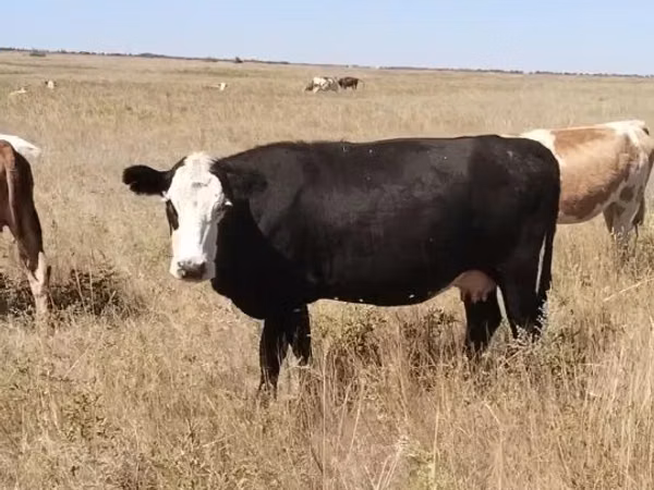 Cow, Latvian Blue cattle — Kazakhstan