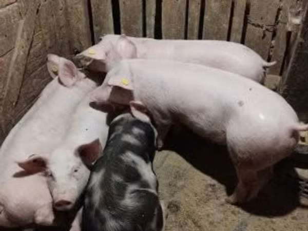 Doofaar dhaddig, Pigs