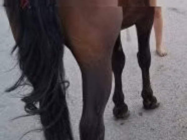 Horse (M), Horses — Hungary
