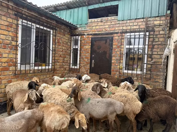 Ram, Rhon sheep