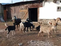 แพะตัวเมีย, Nubian Goat — รูปภาพ 3
