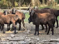 Ram, Blackheaded Persian sheep — photo 1