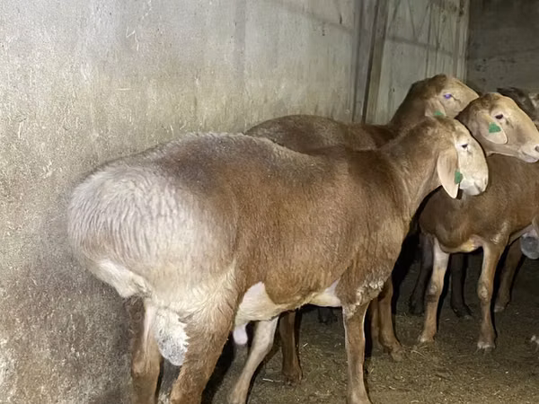 Ram, Arashan sheep — Kyrgyzstan