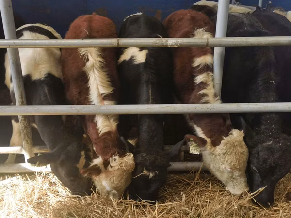 Бух, Simmental cattle
