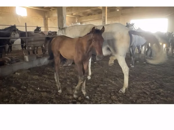 Hingst, Heste