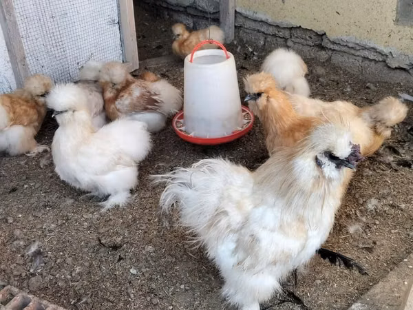 Chickens — Azerbaijan