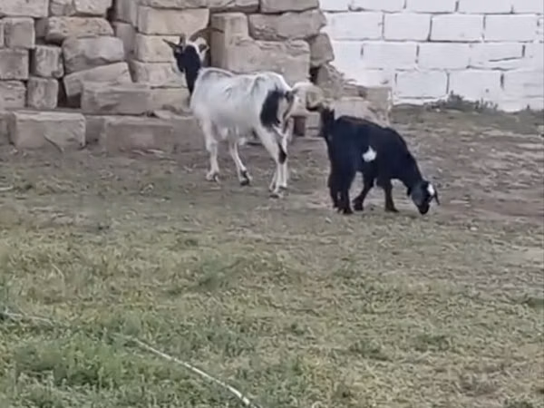 Koza, Kozy