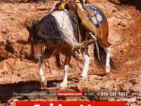 수말, Pinto horses — 사진 1