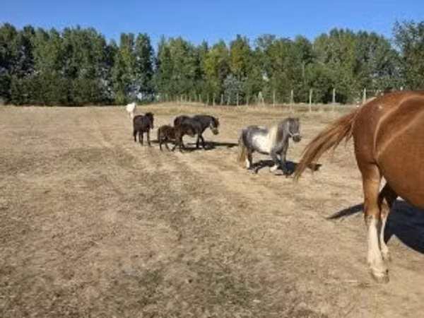 Бээ, Аттар