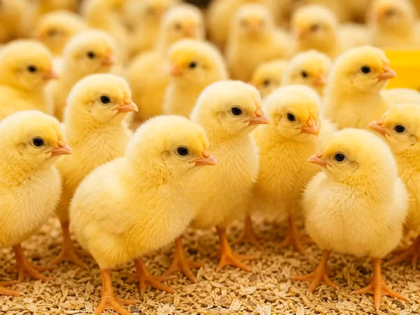 Chickens — তাঞ্জানিয়া