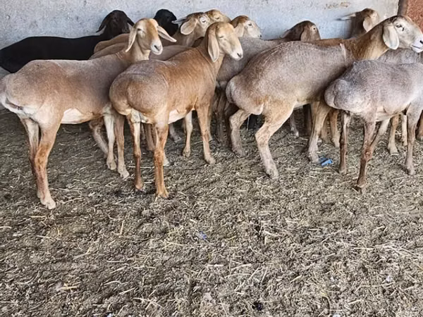 Sheep, Arashan sheep