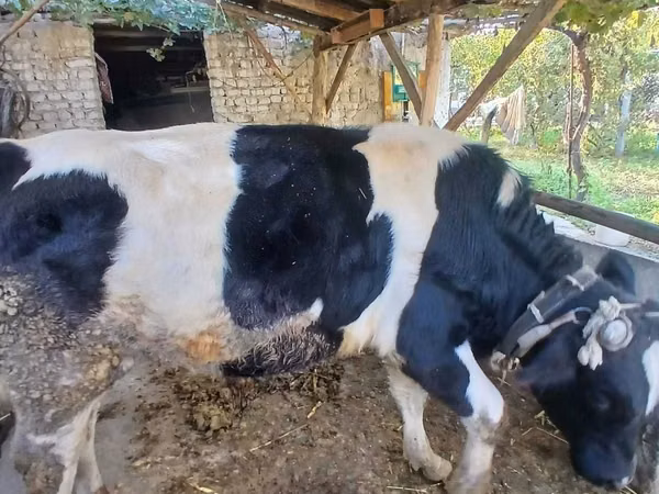 Krava, Russian Black pied cattle — Uzbekistán