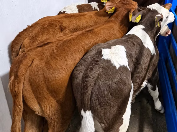 牛只（批次，未指定性别）, Simmental cattle