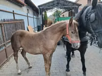 ፈረስ, Horses — ፎቶ 3