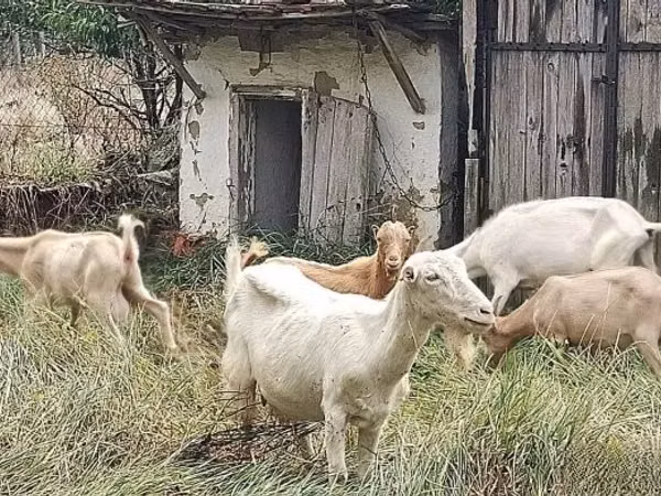 Billy Goat, Goats