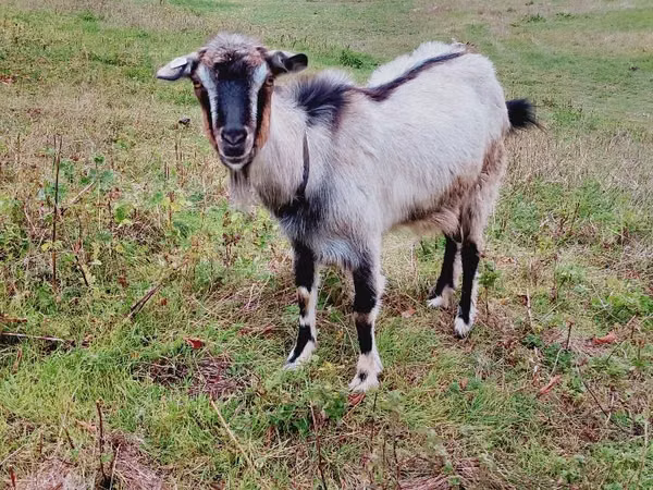 Goat, Goats