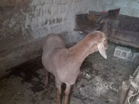 Խոյ, Ոչխարներ — լուսանկար 7