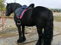 Horse (M), Fell pony — photo 6