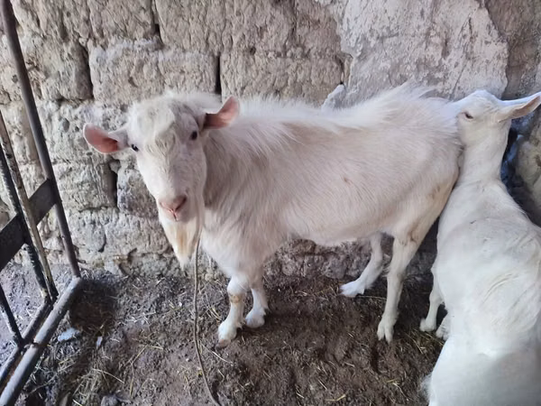 Billy Goat, Goats — Uzbekistan
