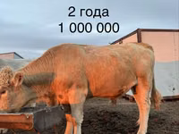 Bull, Auliekol breed — photo 3