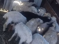 Kambing jantan, Sheep — foto 3