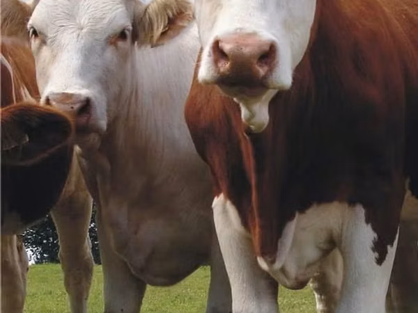 Bull, Cattle — Poland
