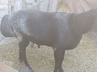 Ram, Sheep — photo 2