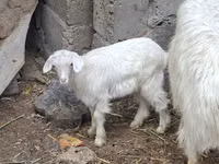 Cabra, Cabras — foto 3