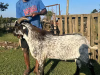 Արու այծ, Saanen goat — լուսանկար 1