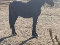 Mare, Friesian — photo 3