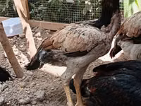 Chickens — photo 4