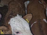 گاو و گوساله (گروه، جنسیت مشخص نشده), Simmental cattle — عکس 4