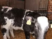 گاو و گوساله (گروه، جنسیت مشخص نشده), Simmental cattle — عکس 2