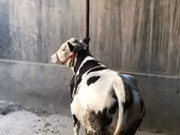 Cow, Cattle — photo 5