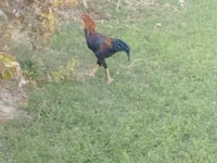 Chickens — عکس 4