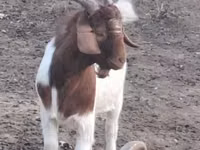 Bode, Cabras — foto 1