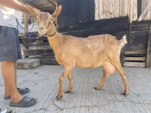Kambing betina, Goats