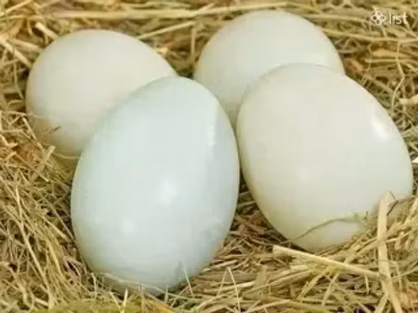 Ducks — ارمنستان