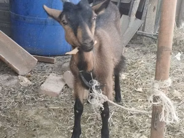 Goat, Alpine goat — Uzbekistan