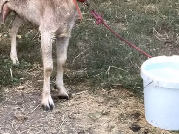 Goat, Nubian Goat — Kyrgyzstan
