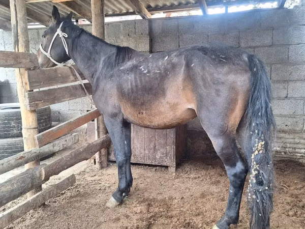 Kuda betina, Horses — Kazakhstan