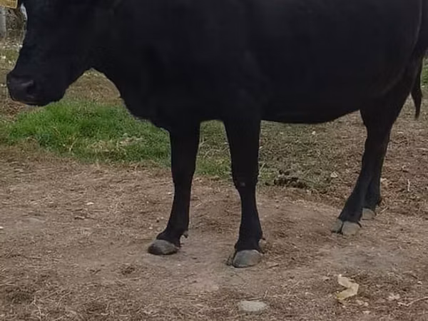 Lo’, Russian Black pied cattle