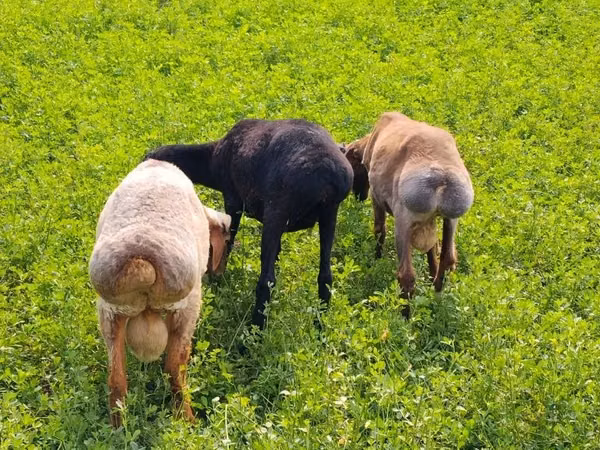 Ram, Sheep — Uzbekistan