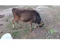 Bull, Alatau breed — photo 3