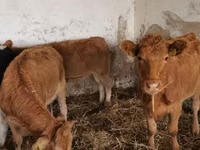 Cow, Cattle — photo 4
