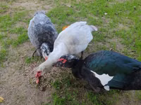 Guinea fowl — photo 3