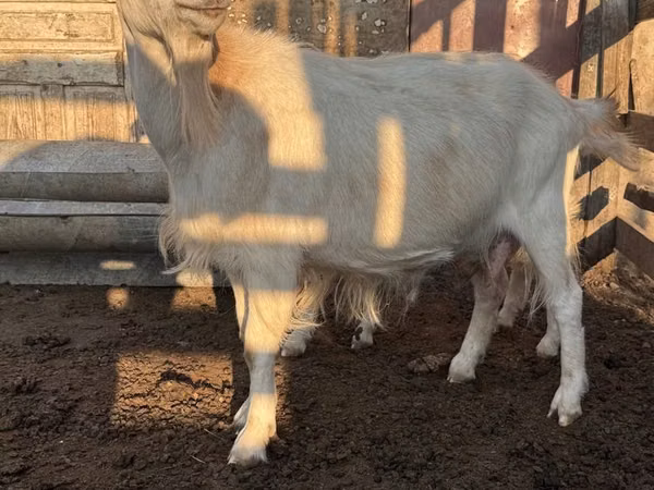 Goat, Saanen goat — Kazakhstan