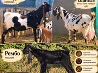 Geit, Gembrong goats — foto 1