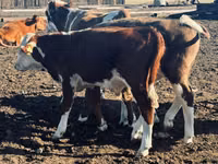 公牛, Cattle — 照片 4
